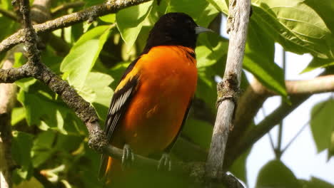 Close-up-of-Baltimore-Oriole-perched-on-branch-with-green-vegetation-as-Background