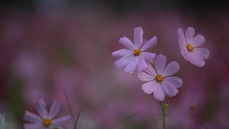 Nahaufnahme-Von-Rosa-Blumen,-Natürlichen-Bunten-Pflanzen-Mit-Unscharfem-Hintergrund