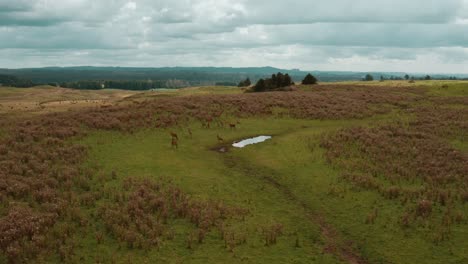 Herd-of-deer-grazing-in-natural-open-grass-land-of-New-Zealand,-cloudy-day,-aerial