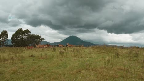 Reh-Steht-Auf-Hügelkamm-Mit-Vulkan-Und-Dunklen-Wolken-Im-Hintergrund