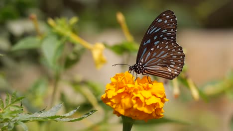 Hermosa-Mariposa-Está-Bebiendo-Néctar-De-Flor-Amarilla
