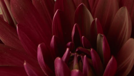 Movimiento-De-Carro-En-Un-Florecimiento-De-Crisantemo-Púrpura