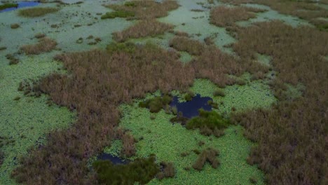The-surface-of-the-water-is-covered-by-plants-and-mosses-such-as-water-hyacinth