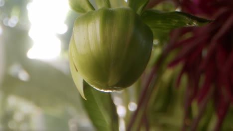 Morgensonne-Strahlt-Auf-Einer-Chrysanthemum-Morifolium-Knospe
