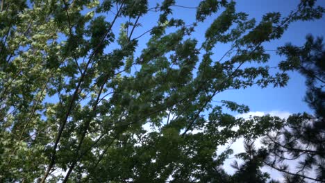 View-from-below-looking-up-at-tree-leaves-blowing-in-wind-against-blue-sky