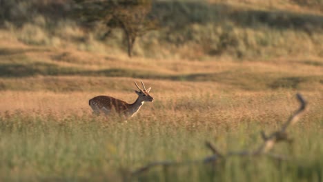 European-fallow-deer-canters-through-tall-grass-in-meadow,-The-Netherlands