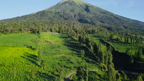 Aerial-drone-shot-over-the-bigest-TOBACCO-PLANTATION-on-Mountain-during-blue-sky-and-sunlight-in-Asia