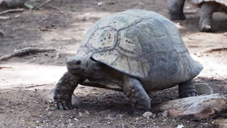 Cerca-De-Una-Tortuga-Gigante-Caminando-Lentamente-Por-El-Suelo-En-El-Zoológico-En-El-Cabo-Occidental,-Sudáfrica