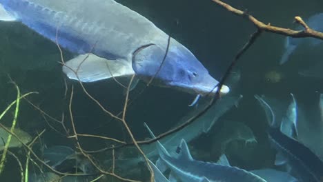 Medium-close-up-shot-of-a-big-sturgeon-swimming-under-water-in-an-aquarium
