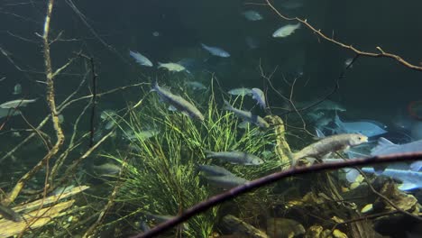 Weitwinkelaufnahme-Des-Blicks-In-Ein-Süßwasseraquarium-Voller-Verschiedener-Fischarten