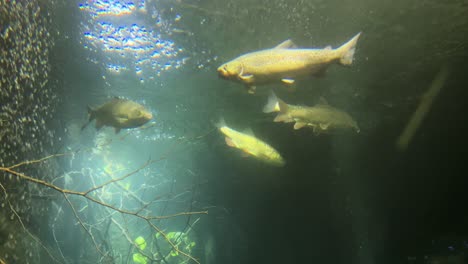 Mittlere-Nahaufnahme-Von-Fischen,-Die-In-Einem-Süßwasseraquarium-Schwimmen