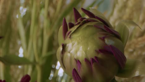 Extreme-Nahaufnahme-Auf-Einer-Chrysanthemum-Morifolium-Knospe