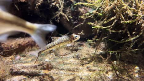 Wide-shot-of-a-small-fish-swimming-in-an-aquarium,-camera-follows-the-fish