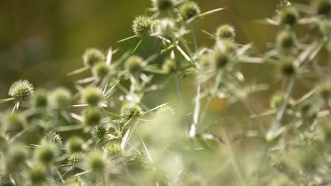 Close-up-shot-of-moving-flowers-and-thistles-lighting-in-sun-on-field-in-dunes