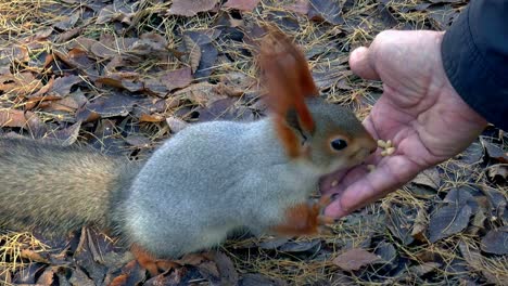 Ein-Eichhörnchen-Füttern,-Ein-Kleines-Und-Süßes-Eichhörnchen-Isst-Samen-Aus-Der-Hand-Der-Person