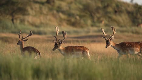 Fallow-deer-bucks-with-big-ornamental-antlers-play-in-golden-sunset-lit-meadow