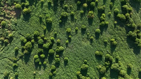 Luftaufnahmen-Von-Oben-Nach-Unten-Von-Grünen-Bäumen-Und-Sträuchern,-Die-Die-Sonne-In-Der-Natur-Beleuchten