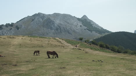 Statische-Aufnahme-Wunderbarer-Pferde,-Die-Auf-Der-Grünen-Wiese-Grasen,-Vor-Hohen-Bergen,-Anboto-Vizcaya,-Spanien