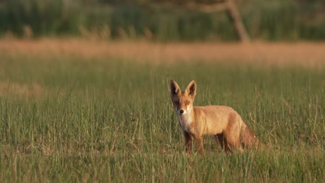 Wide-shot-of-young-red-fox-observing-in-grass-field-at-sunset