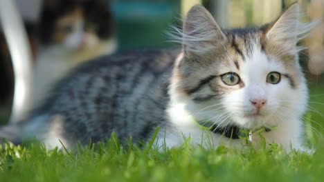 Kitten-enjoying-sun-on-the-grass-in-a-garden,-with-little-kitten-in-the-background