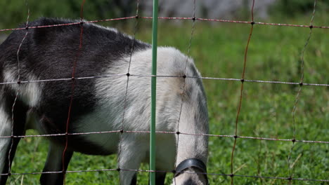A-goat-is-eating-grass-near-an-electric-fence-on-a-meadow-in-the-swiss-alps,-Engelberg,-Obwalden