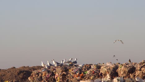 Gray-headed-gulls,-chimango-caracaras-and-a-great-kiskadee-on-top-of-a-pile-of-waste-in-a-dumping-ground