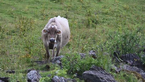 A-brown-cow-stands-on-a-flowery-field-in-the-swiss-alps,-obwalden,-Engelberg