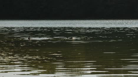 Ducks-at-Kashiubian-Głębokie-lake