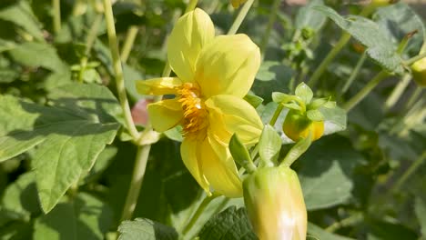Abeja-Polinizando-Flor-Amarilla-Brillante-Bajo-El-Sol-En-Dorset-Uk-4k