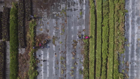 Aerial-top-down-view-of-workers-in-a-small-green-flower-field,-cleaning-and-collecting-plants-close-up-1