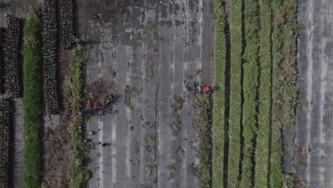 Aerial-top-down-view-of-workers-in-a-small-green-flower-field,-cleaning-and-collecting-plants-close-up