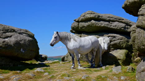 Wild-horses-on-Dartmoor-National-park-on-a-sunny-day-1