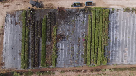 Aerial-top-down-view-of-workers-in-a-small-green-flower-field,-cleaning-and-collecting-plants
