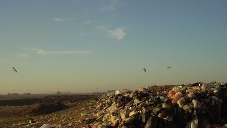 Graukopfmöwen-überfliegen-Abfälle-Auf-Einer-Müllhalde