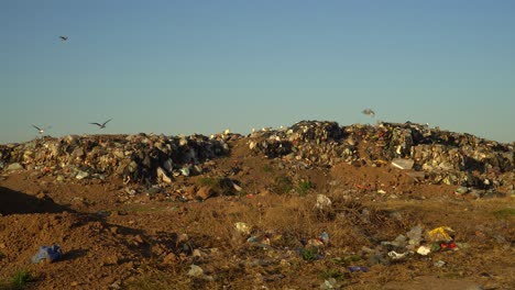 Graukopfmöwen-Und-Chimangokarakaras-überfliegen-Eine-Mülldeponie