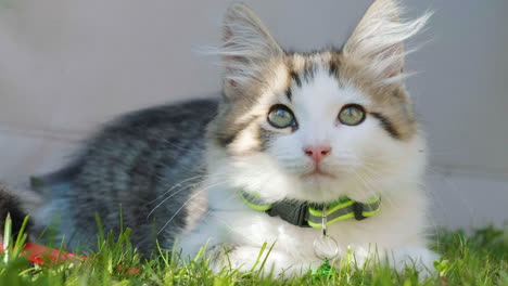 Kitten-enjoying-sun-on-the-grass-in-a-garden-in-the-UK