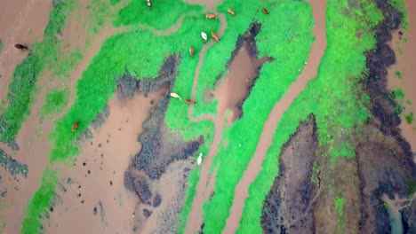 Top-down-View-Of-Cows-At-Lake-Natron-In-Tanzania---aerial-drone-shot