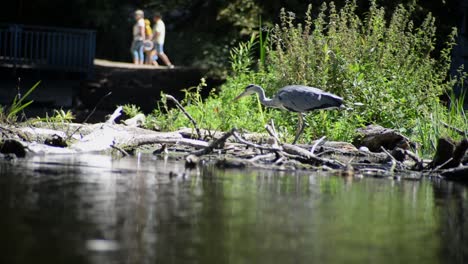 Grey-heron-looking-for-fish-inside-shallow-waters-with-people-walking-by-along-the-river-promenade-in-the-background