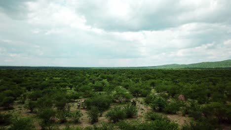 Wildlife-Scene-With-Zebra's-Running-Through-Evergreen-African-Bushland