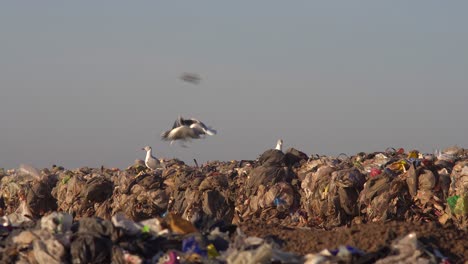 Gray-headed-gulls-on-top-of-a-pile-of-garbage-in-a-dumping-ground