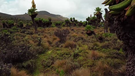 Wild-Plants-Growing-Around-Mount-Elgon-In-Kenya---handheld-shot