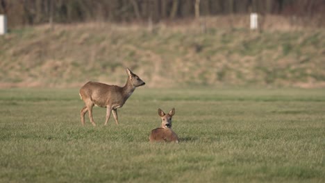 Roe-Deers-Relaxing-Behaviour-Meadow-Forest-Wildlife-Animal-Agricultural-Habitat-Brown-Fur