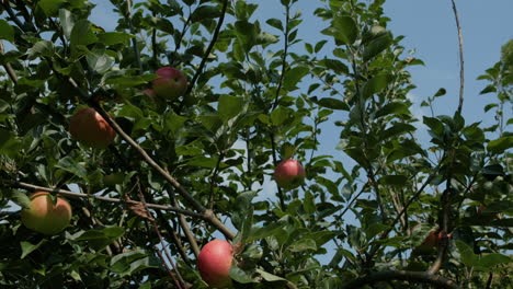 Rote-Und-Grüne-Äpfel-Auf-Einem-Apfelbaum-In-Einem-Sonnigen-Garten-Im-Vereinigten-Königreich