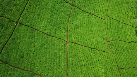Luftaufnahme-Der-Teeplantage-Und-Des-Ländlichen-Dorfes-In-Chogoria,-Kenia
