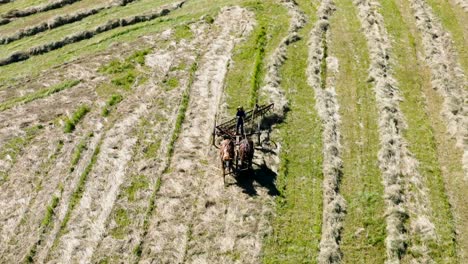 Amischer-Bauernjunge-Auf-Einem-Von-Pferden-Gezogenen-Traktor,-Der-Heu-Ausschöpft---Mennonitischer-Bauer-Während-Der-Ernte---Luftdrohnenansicht-In-HD-Und-4k