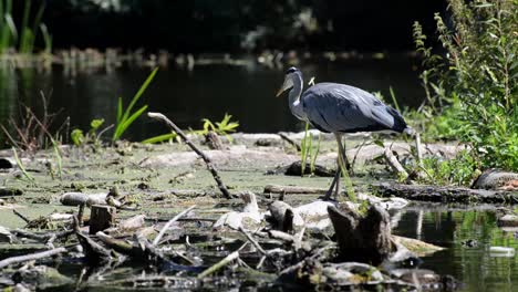 Large-grey-bird-with-long-pointy-beak-standing-in-shallow-dirty-river-water-in-sunlight-looking-for-fish