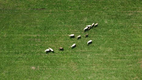 A-herd-of-cows-filmed-from-above,-on-a-lush-green-meadow