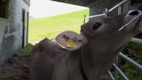 A-brown-cow-on-a-farm-is-interested-in-eating-a-strand-of-straw-held-by-someone,-swiss-alps,-Obwalden,-Engelberg