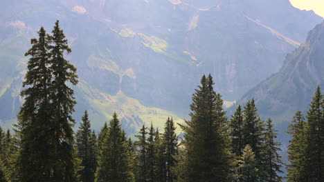 Some-treetop-of-fir,-large-forest-in-the-swiss-alps-during-the-summer-with-rocky-mountain-behind,-Obwalden,-Engelberg