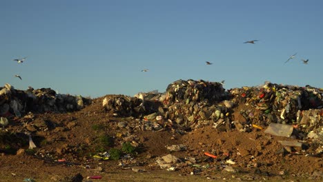 Möwen-überfliegen-Eine-Mülldeponie